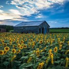 Colorful sunset over blooming sunflower field and green hills