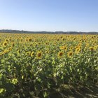 Colorful sunflower field with purple trees and birds under orange sky