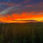 Fiery orange sunset over tall grass and wildflowers