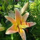 Close-up of vibrant yellow and pink lily with lush foliage and colorful flowers