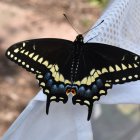 Colorful Butterfly on Stained Glass Background with Floral Designs