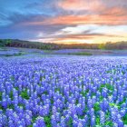 Colorful Sunset Sky Over Vibrant Blue Flower Field