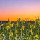 Colorful sunset over sunflower field with mountains in background