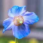 Vibrant blue poppy with golden center in dreamy floral setting