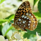 Colorful Butterfly Illustration on Flower with Flora and Blue-Green Background