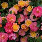 Pink and Peach Roses in Full Bloom on Dark Background