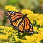 Colorful Monarch Butterfly on Yellow Flowers with Green Foliage