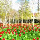 Scenic red tulip field with white-barked trees under blue sky