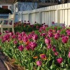 Colorful tulip garden and glass building under sunny sky