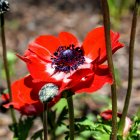 Vibrant red poppy flower in full bloom in a field with soft-focus green background