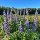 Tall Purple Lupine Flowers in Lush Greenery