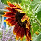 Close-up sunflower with blurred field and blue sky