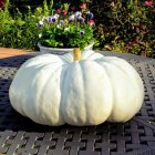 Assorted Decorated Pumpkins in Various Sizes and Patterns