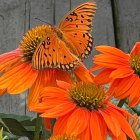 Colorful Butterfly Surrounded by Blooming Orange Flowers