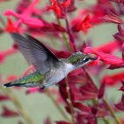 Colorful illustration: Hummingbirds flying among pink flowers & green leaves