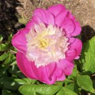 Detailed Large Pink and White Peony with Green Leaves and Buds