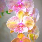 Detailed Pink and Yellow Orchids in Soft-focus Digital Illustration