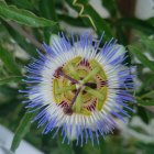 Colorful Blue and Purple Passion Flower with Central Structure and Stamens on Green Leaves