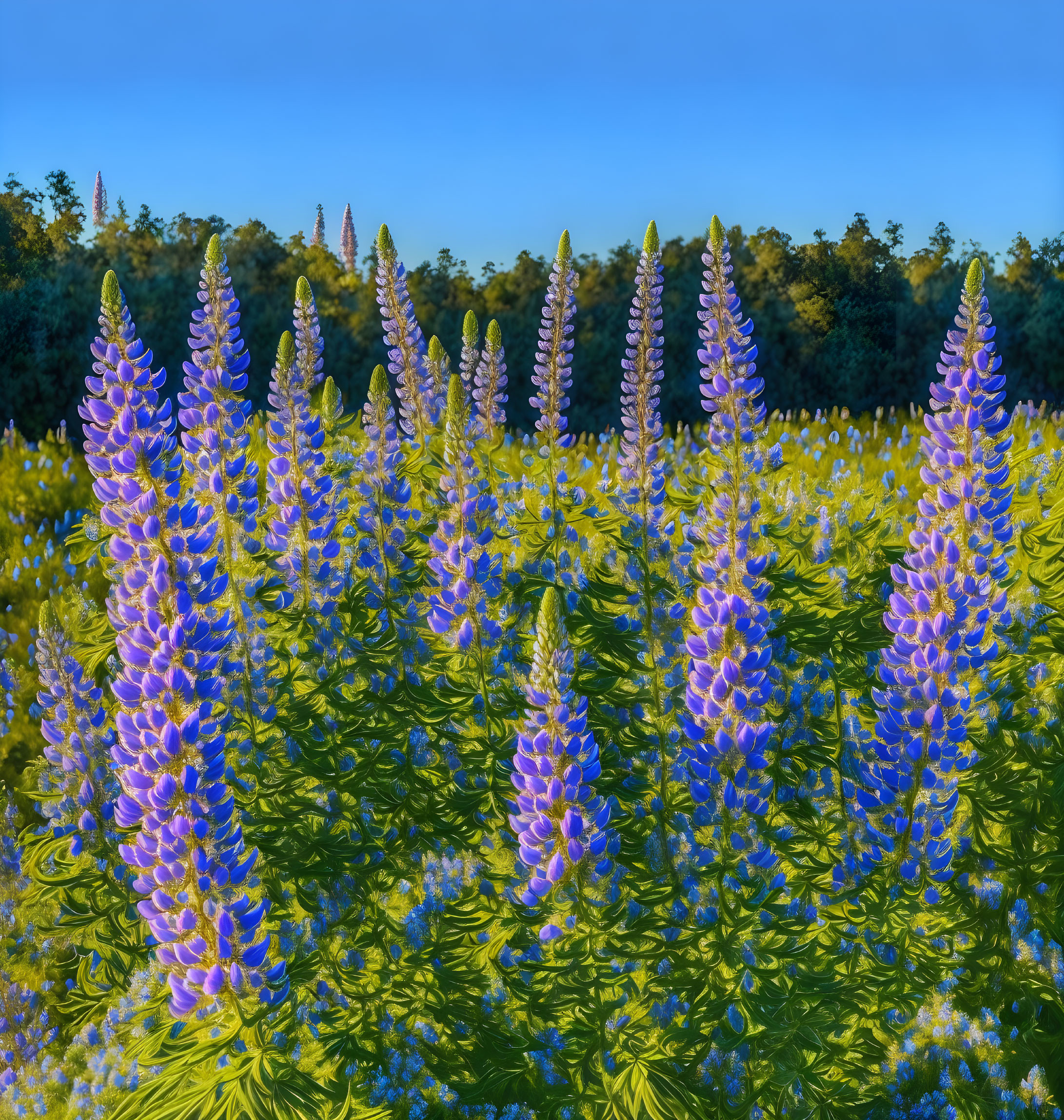 Tall Purple Lupine Flowers in Lush Greenery