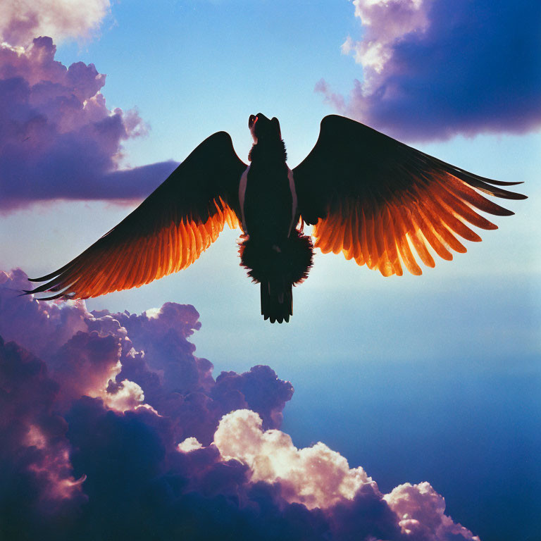 Large Bird Silhouette with Outstretched Wings Against Dramatic Sky