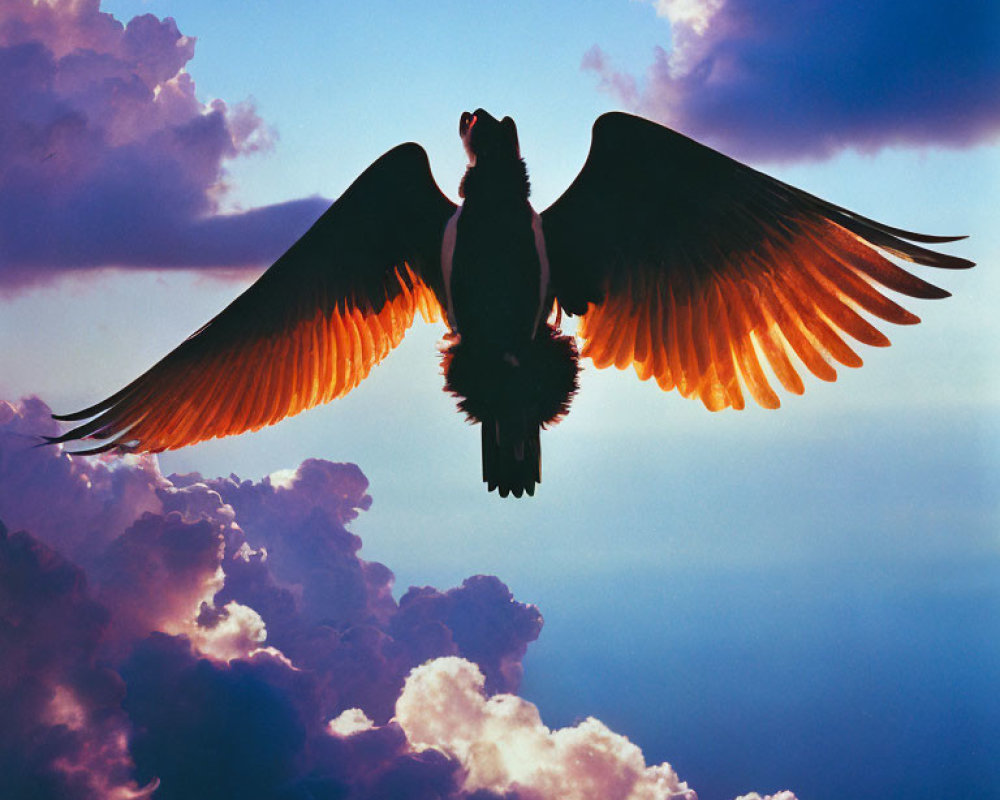 Large Bird Silhouette with Outstretched Wings Against Dramatic Sky