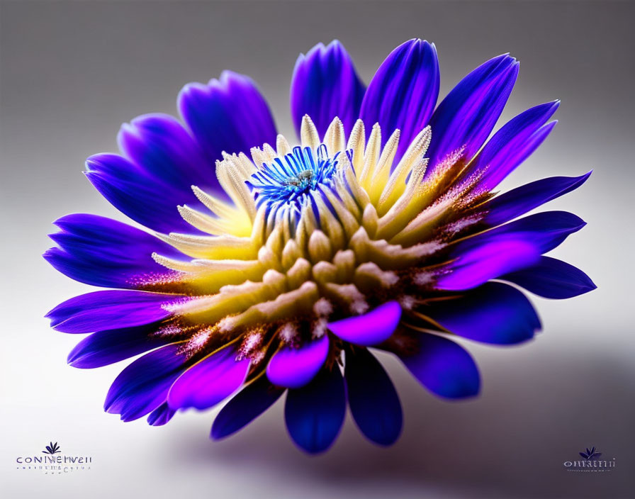 Colorful Flower with Purple and Blue Petals on Soft-focus Background