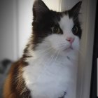 Black and White Cat with Green Eyes and Orange Fur Near Window with Twinkling Lights and Flowers