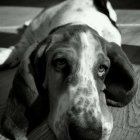 Digital artwork: Surreal fusion of dog with butterfly wings and daisies, on wooden floor