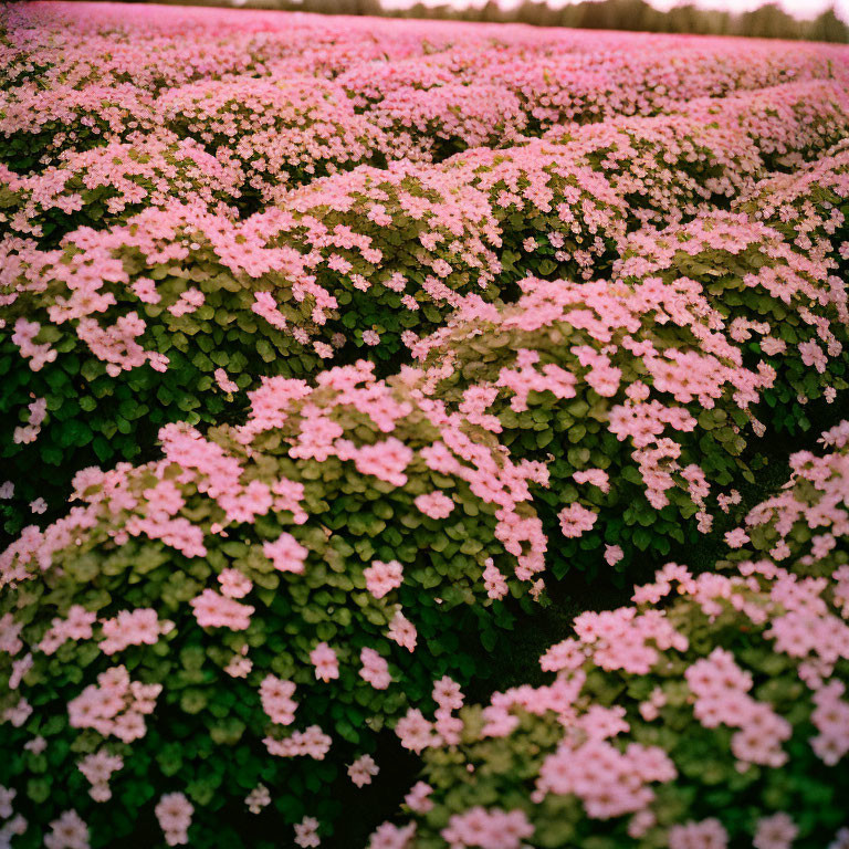 Pink Flowers and Green Leaves Carpet Under Overcast Sky