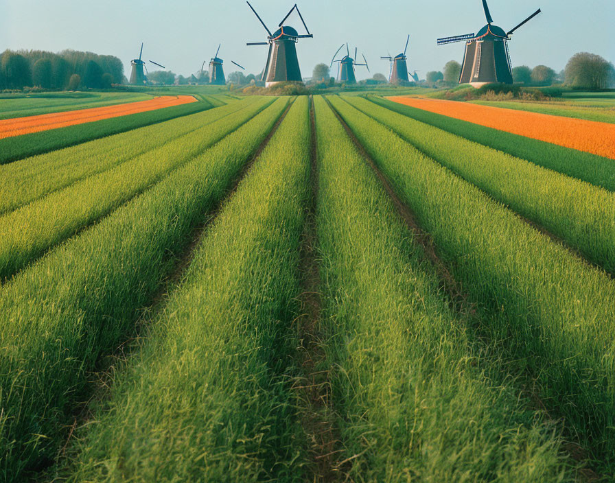 Vibrant tulip stripes in lush green fields with traditional windmills