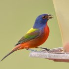 Colorful Bird Next to Dewy Spider Web on Green Background