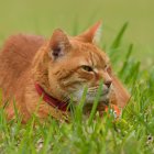 Orange Tabby Cat with Green Eyes in Lush Grass with White Speckles