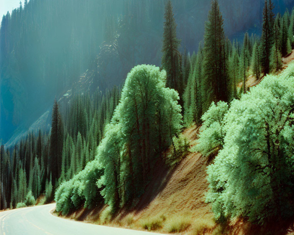 Winding Road Through Lush Forest and Towering Trees