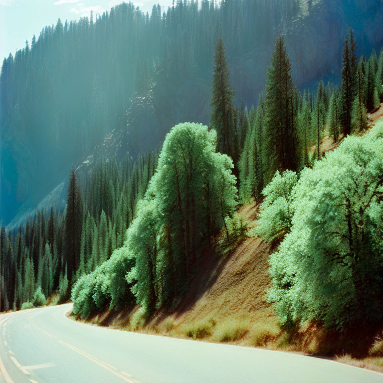 Winding Road Through Lush Forest and Towering Trees