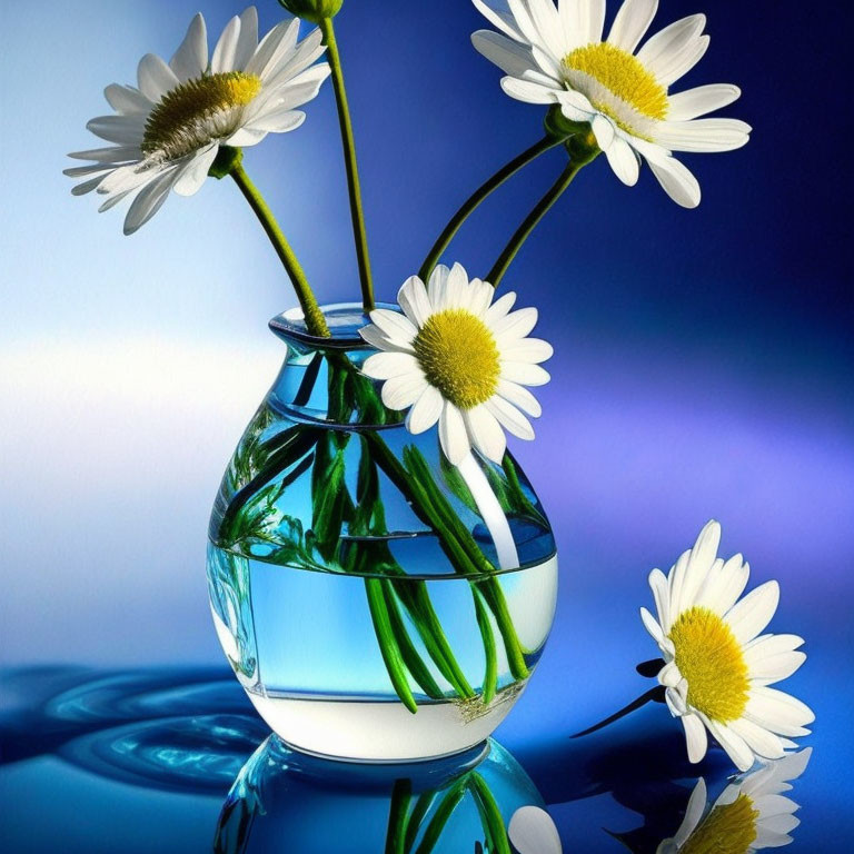 White daisies in clear vase on blue gradient background with reflections