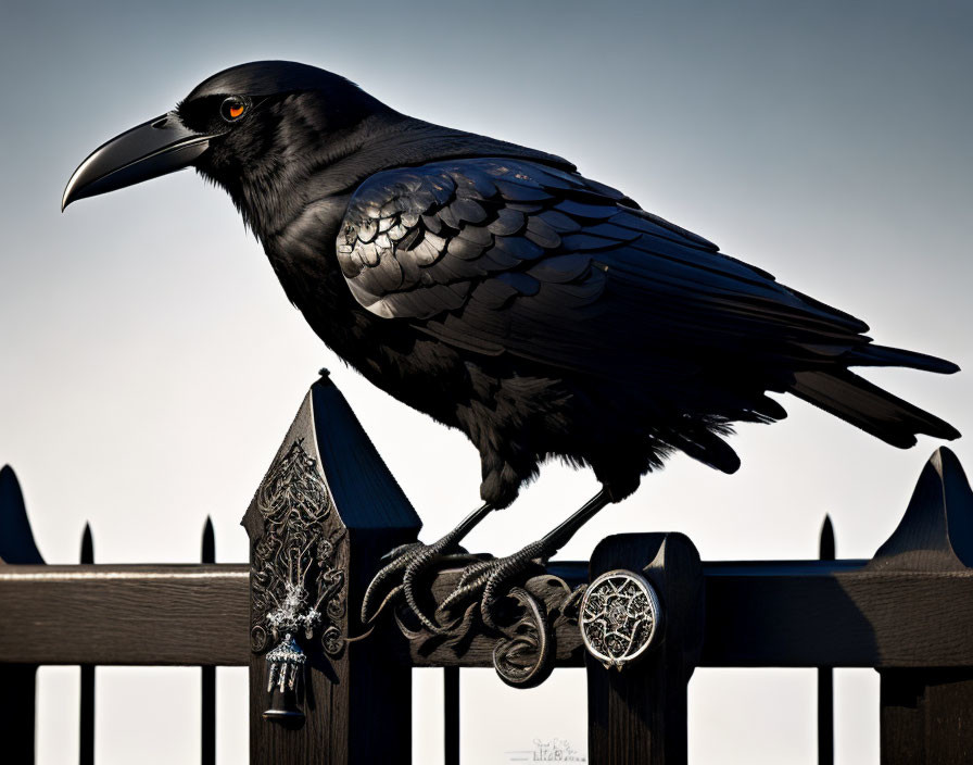 Glossy black raven on silver fence against gradient sky