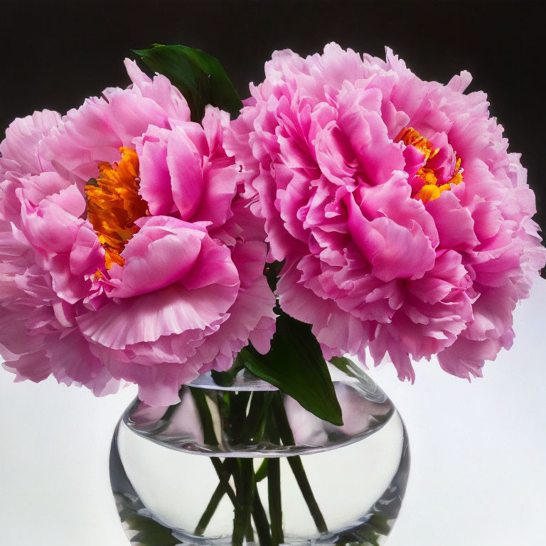 Vibrant pink peonies in glass vase on grey backdrop