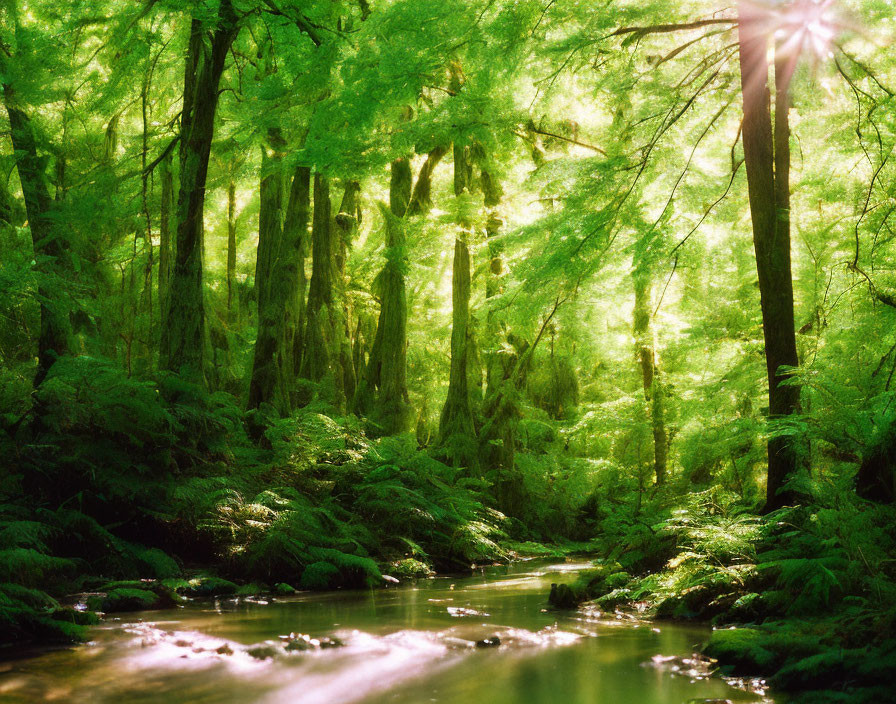 Verdant forest with sunlight filtering through canopy