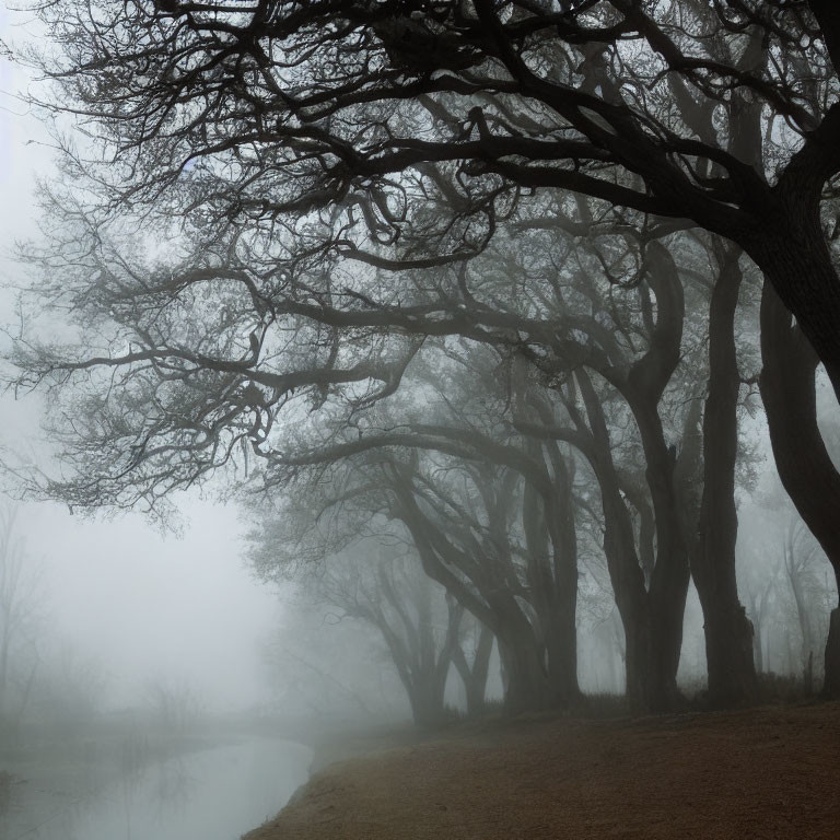 Misty pathway with gnarled trees beside a calm river