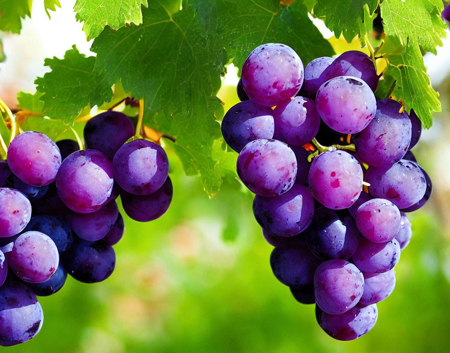 Ripe Purple Grapes Hanging on Vine with Green Leaves