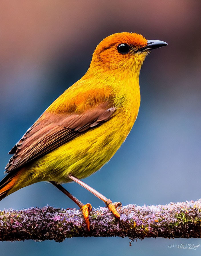 Colorful Yellow Bird Perched on Moss-Covered Branch