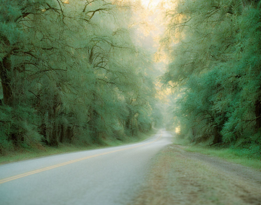 Tranquil road bordered by lush green trees in soft light