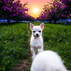 Small White Dog in Green Pathway with Purple Flowers and Sunset Sky