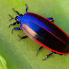 Colorful iridescent beetle with blue and red shell on green surface