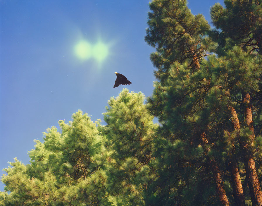 Bird in Flight Silhouetted by Pine Trees Against Blue Sky