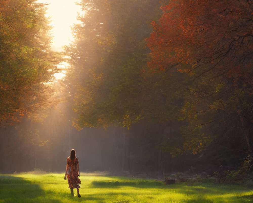 Sunlit Forest Clearing with Autumnal Trees and Person Standing