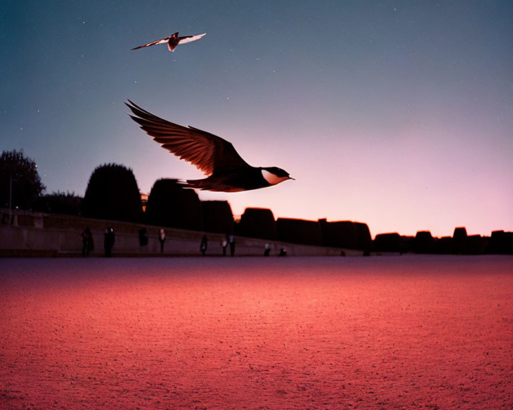 Ducks flying over red ground at dusk with silhouetted figures and hedges.