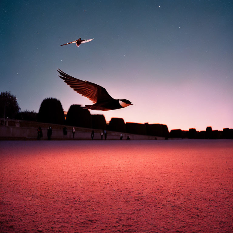 Ducks flying over red ground at dusk with silhouetted figures and hedges.