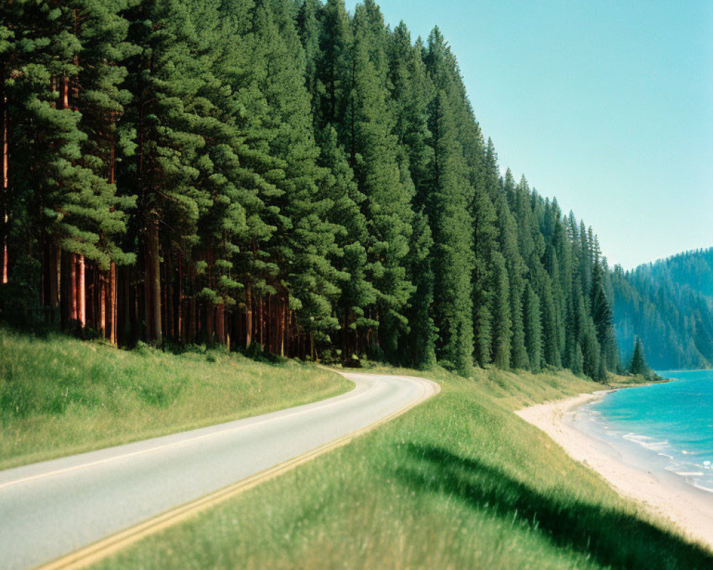 Scenic beach road bordered by pine forest under blue sky