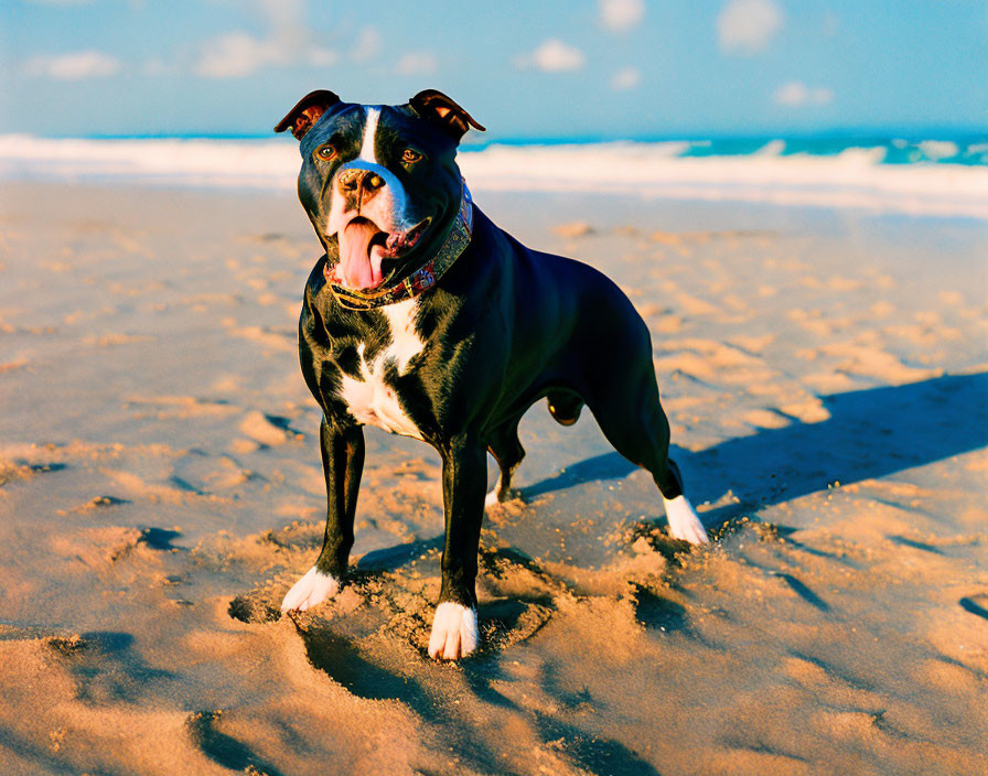 Shiny black and brown dog with floppy ears on sandy beach